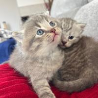Cuccioli maschio e femmina