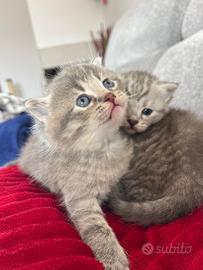 Cuccioli maschio e femmina