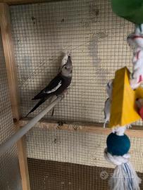 Coppia di calopsite adulti