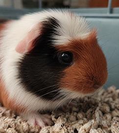POP - cavia peruviana
