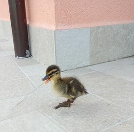 Pulcini di anatra germano
