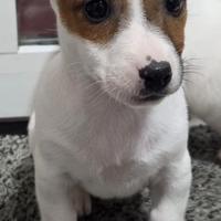 Cucciole di Jack Russel