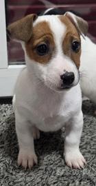 Cucciole di Jack Russel