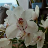 orchidea cymbidium