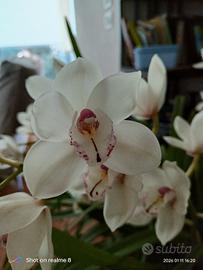 orchidea cymbidium