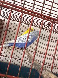 Coppia cocoriti riproduttivi