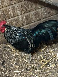 Gallo