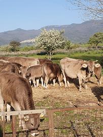 Vacche razza Bruno sarda