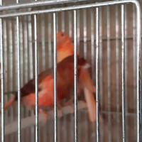 Canarini varie specie