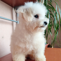 Cucciola Bichon Frisé MINI solo Kg 2,6 da Adulta