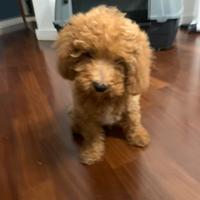 Barboncino di cucciolo nano piccola taglia