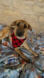 Cane simil pastore tedesco