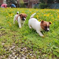 Cloe, cucciola di Jack Russell