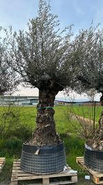Piante di ulivo