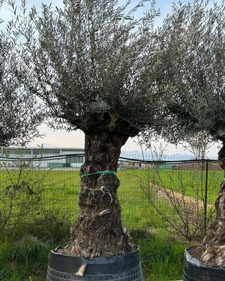 Piante di ulivo