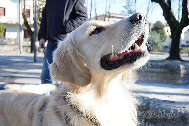 Golden Retriever per accoppiamento