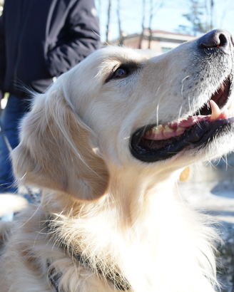 Golden Retriever per accoppiamento