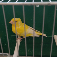 Verdone lutino maschio