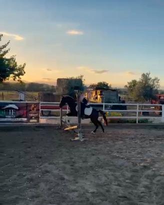 Pony sportiva