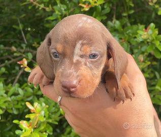Cucciolo di Basotto