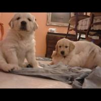 Cuccioli Golden retriever champagne