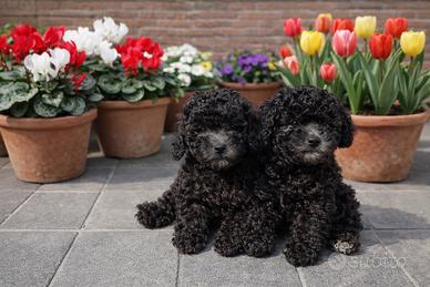 Barboncini Silver Toy