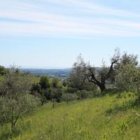 Terreno uliveto edificabile con rustico