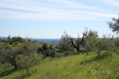 Terreno uliveto edificabile con rustico