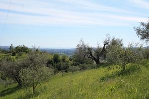 Terreno uliveto edificabile con rustico