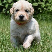 Cuccioli GOLDEN RETRIEVER
