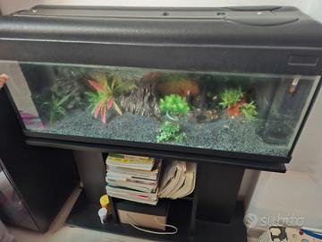 acquario 