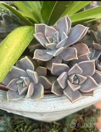10 talee di Graptopatalum