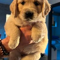 Cuccioli golden retriever