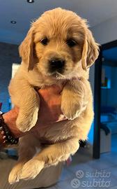 Cuccioli golden retriever