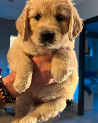 Cuccioli golden retriever