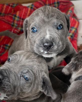 Cane corso grigio chiaro taglia grande