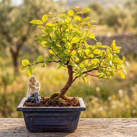 Bonsai Sagerezia Esemplare Unico 25 cm