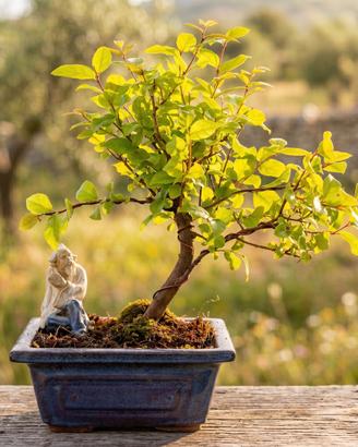 Bonsai Sagerezia Esemplare Unico 25 cm