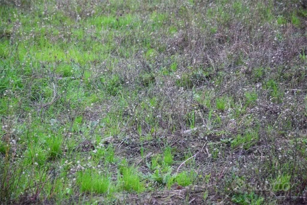 Terreno di 1850 m² a Lucca - Vista 4