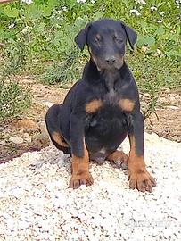 Cuccioli dobermann