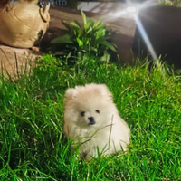 .Spitz nano di Pomerania