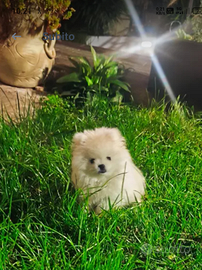 .Spitz nano di Pomerania