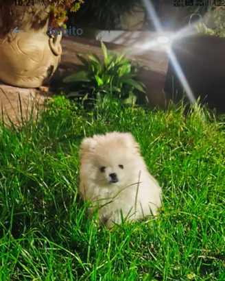.Spitz nano di Pomerania