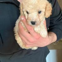 Maltipoo
