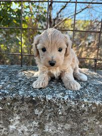 Maltipoo mini toy