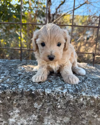 Maltipoo mini toy