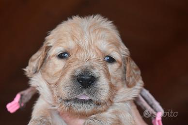 Cucciola golden retriever