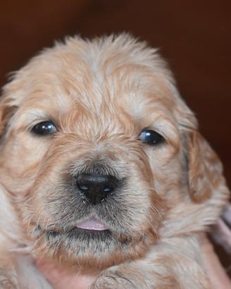 Cucciola golden retriever