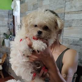 maltipoo 