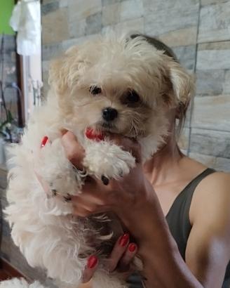 maltipoo 